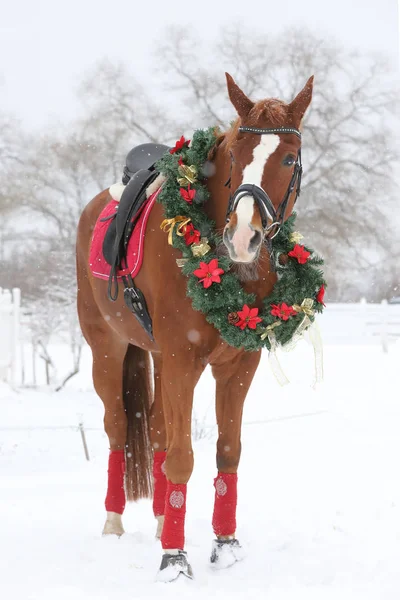 Foto Van Een Rasechte Paard Dragen Van Mooie Kerst Garland — Stockfoto