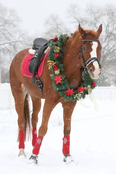 Picture of a purebred horse wearing beautiful Christmas garland decorations fall of sno