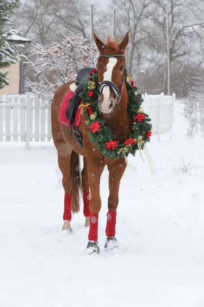 Foto Van Een Rasechte Paard Dragen Van Mooie Kerst Garland — Stockfoto