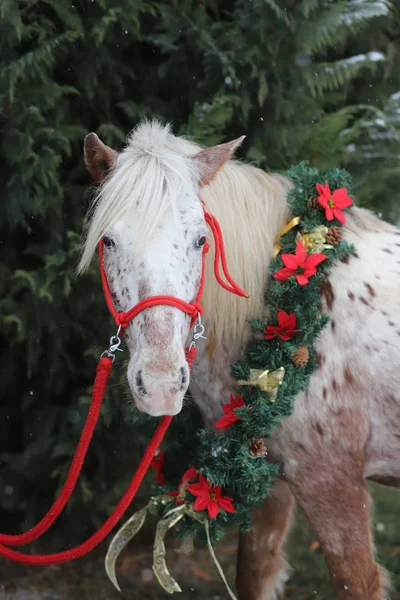 Bild Eines Reinrassigen Pferdes Trägt Schöne Weihnachtsgirlanden Dekorationen Herbst Von — Stockfoto