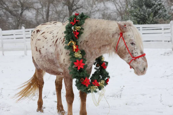 Bild Eines Reinrassigen Pferdes Trägt Schöne Weihnachtsgirlanden Dekorationen Herbst Von — Stockfoto