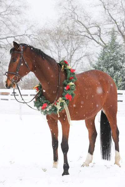 Picture of a purebred horse wearing beautiful Christmas garland decorations fall of sno