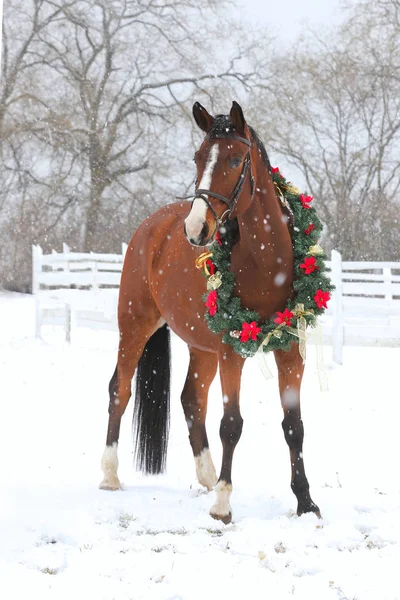 Picture of a purebred horse wearing beautiful Christmas garland decorations fall of sno