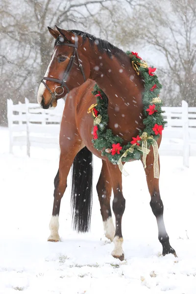 Dromerige Kerst Afbeelding Van Asaddle Paard Het Dragen Van Een — Stockfoto