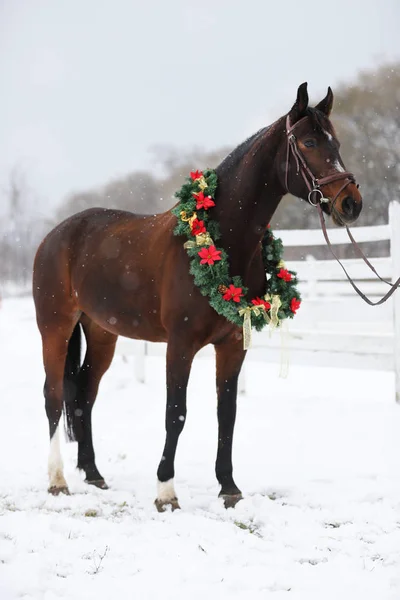 Imagen Navidad Ensueño Caballo Montar Con Una Hermosa Corona Nieve — Foto de Stock