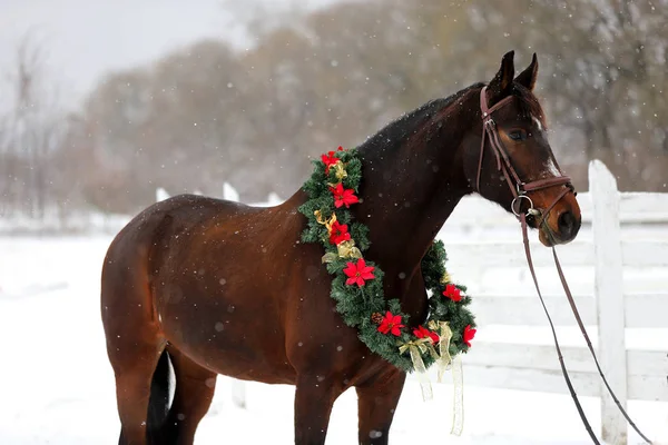Εικόνα Ένα Καθαρόαιμο Άλογο Που Φοράει Όμορφη Χριστουγεννιάτικη Γιρλάντα Διακοσμήσεις — Φωτογραφία Αρχείου