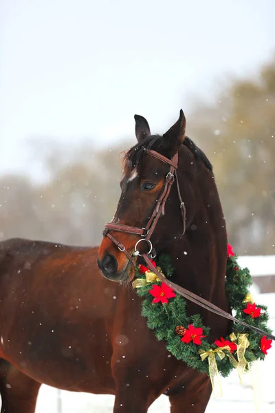 Imagen Caballo Raza Pura Con Hermosas Decoraciones Guirnaldas Navidad Caída —  Fotos de Stock