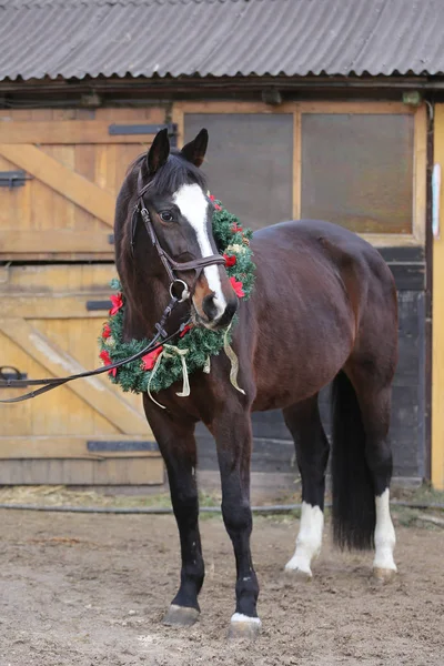 Immagine Sogno Cavallo Che Indossa Una Bella Ghirlanda Natale Maneggio — Foto Stock