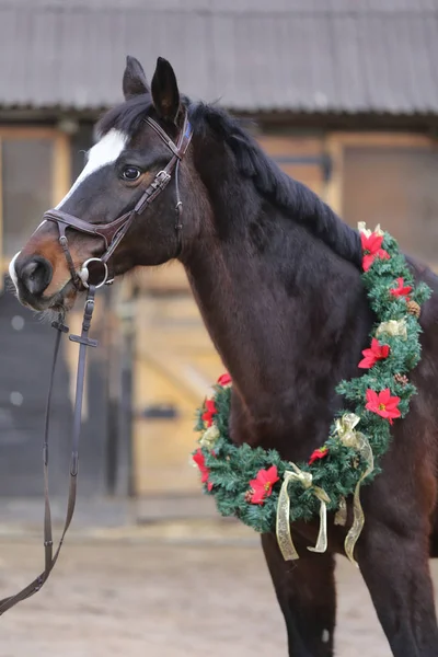 Imagem Sonhadora Cavalo Cavala Vestindo Uma Linda Coroa Natal Salão — Fotografia de Stock