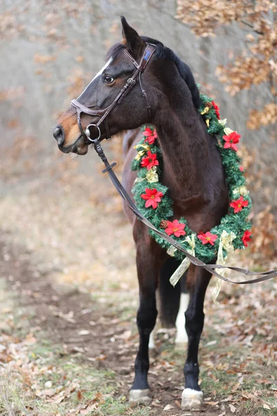 Imagen Brillante Caballo Silla Montar Con Una Hermosa Corona Navidad —  Fotos de Stock