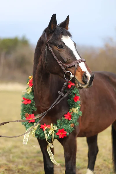 Immagine Brillante Cavallo Sella Che Indossa Una Bella Ghirlanda Natale — Foto Stock