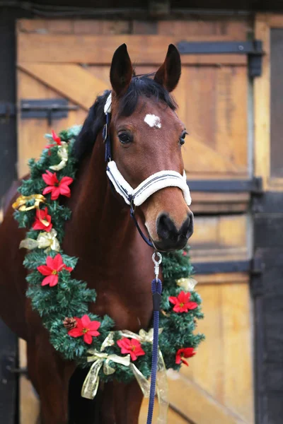 Beautiful Purebred Saddle Horse Wearing Colorful Christmas Wreath Advent Weekend — Stok fotoğraf