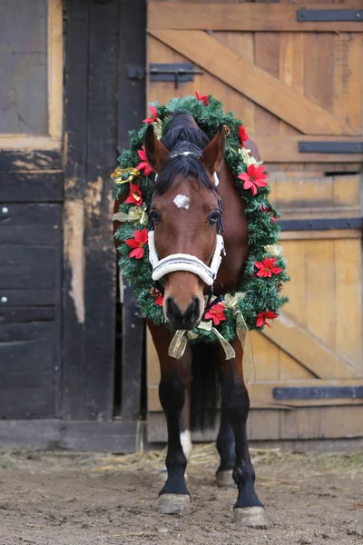 Bonito Cavalo Sela Raça Pura Vestindo Grinalda Natal Colorido Fim — Fotografia de Stock