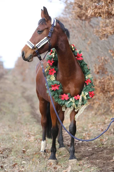 Image Brillante Cheval Selle Portant Une Belle Couronne Noël Week — Photo