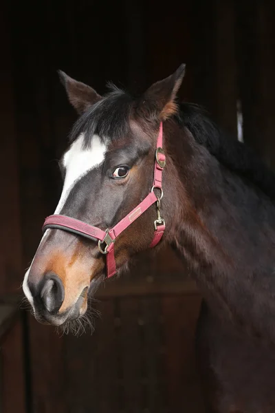 Bay Kuda Muda Berwarna Berdiri Pintu Stabil Sebuah Peternakan Latar — Stok Foto
