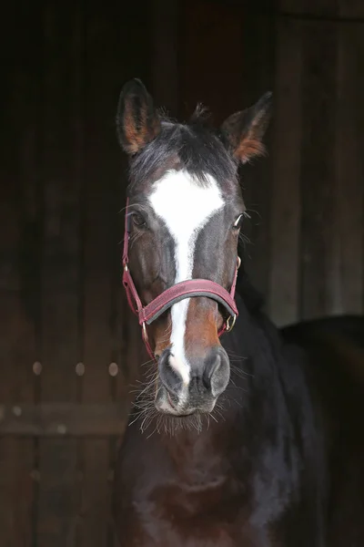 Testa Cavallo Vicino Sfondo Nero Sfocato Naturale Fattoria Animale Rurale — Foto Stock