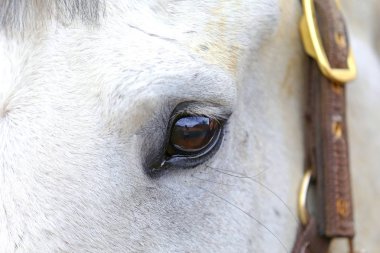 Bir gri yakın mare ters yansıyan benim fotoğrafçı