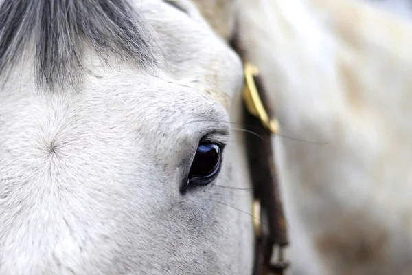 Yan görünümü yarım yüz fotoğraf fotoğrafçı yansıtan bir gri atı sol göz