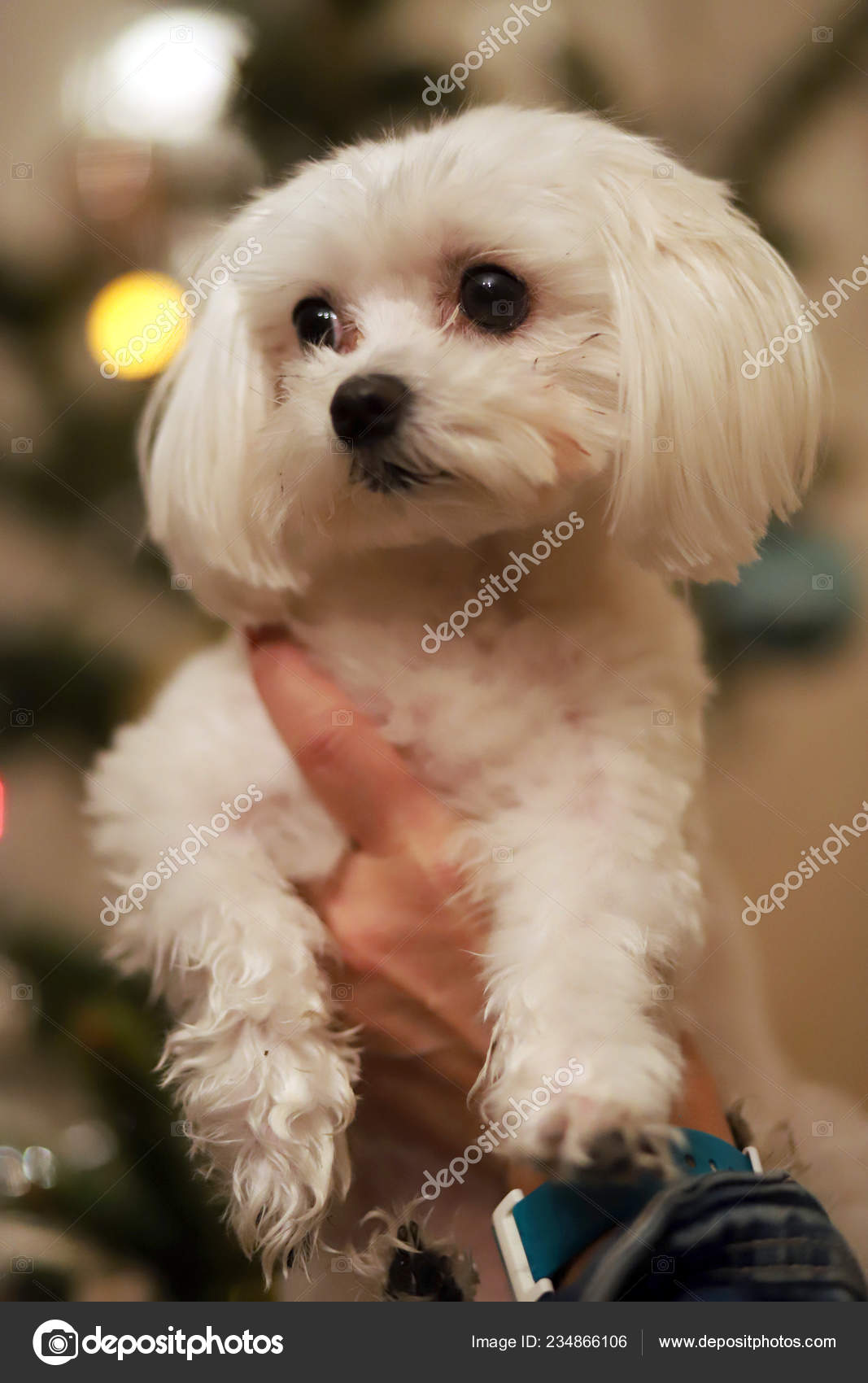 female maltese