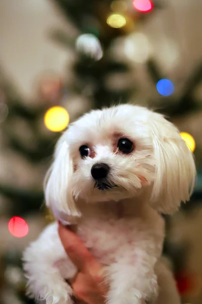 Maltese dog christmas portrait.  Beautiful female maltese dog puppy portrait against christmas lights in front of a christmas tree. Unknown lady hold a maltese puppy against christmas tree