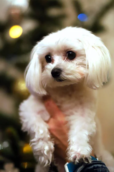 Maltese dog christmas portrait.  Beautiful female maltese dog puppy portrait against christmas lights in front of a christmas tree. Unknown lady hold a maltese puppy against christmas tree