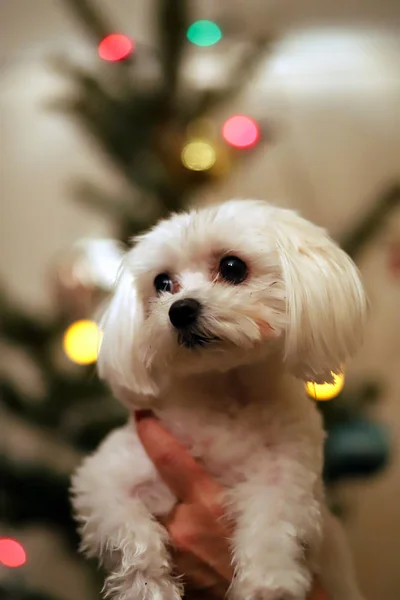 Maltese dog christmas portrait.  Beautiful female maltese dog puppy portrait against christmas lights in front of a christmas tree. Unknown lady hold a maltese puppy against christmas tree