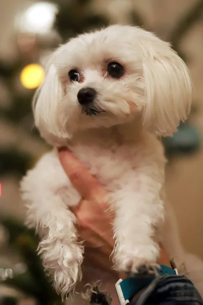 Malteser Hund Weihnachten Porträt Schöne Maltesische Hundewelpen Porträt Gegen Weihnachtsbeleuchtung — Stockfoto