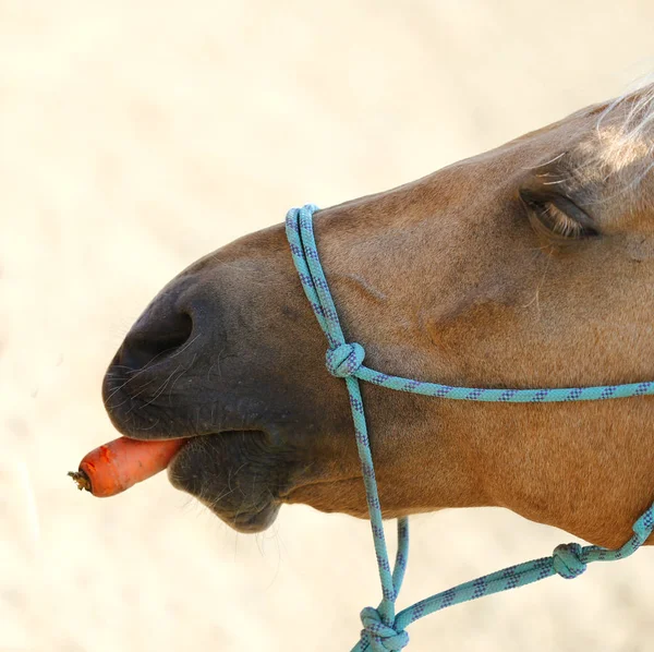 Desconhecido Piloto Menina Alimentando Cavalo Esporte Com Cenoura Fresca Pista — Fotografia de Stock
