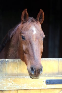 Portre yakın çekim kafa kafa işaretleri ile safkan bir eyer at