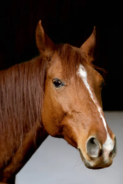 Ritratto Ravvicinato Cavallo Sella Razza Pura Con Segni Testa Testa — Foto Stock