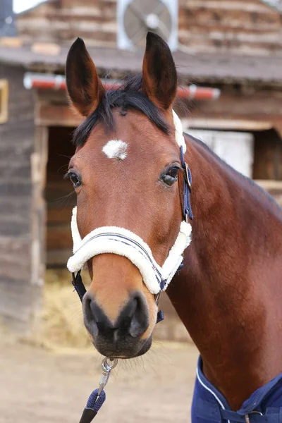 Portret Close Van Een Rasechte Zadel Paard Met Hoofd Markeringen — Stockfoto