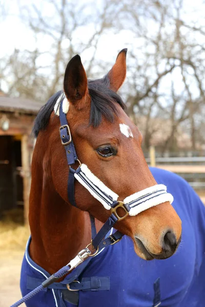 Retrato Perto Cavalo Sela Raça Pura Usando Cobertor Azul Contra — Fotografia de Stock