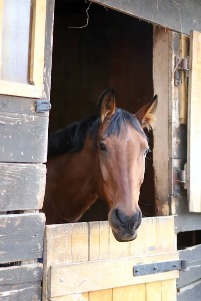 Portre yakın çekim kafa kafa işaretleri ile safkan bir eyer at