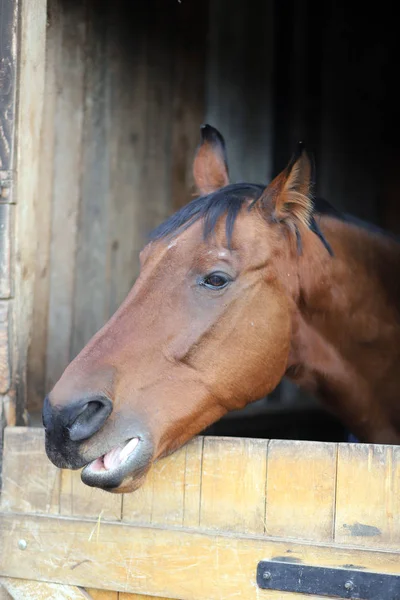 😆 Já viu um cavalo sorrindo?! - Agropecuária Querência