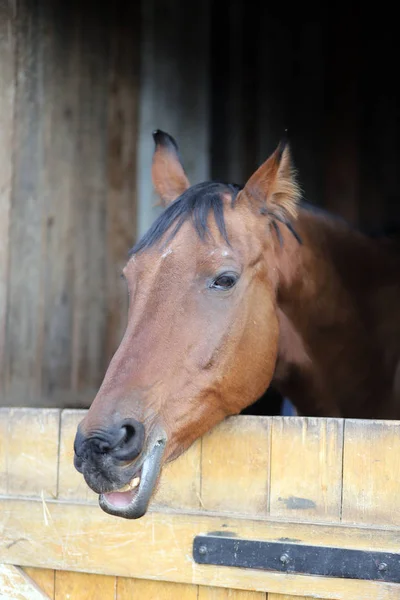 Portrét Zblízka Čistokrevná Sedlo Koně Hlavou Značení Hlavě — Stock fotografie