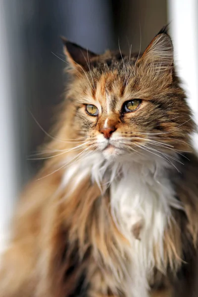 Vertical Head Portrait Beautiful Proud Purebred Female Cat Natural Background — Stock Photo, Image