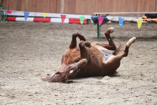 Happy Dressage Cavalo Durante Treinamento Divertindo Arena — Fotografia de Stock