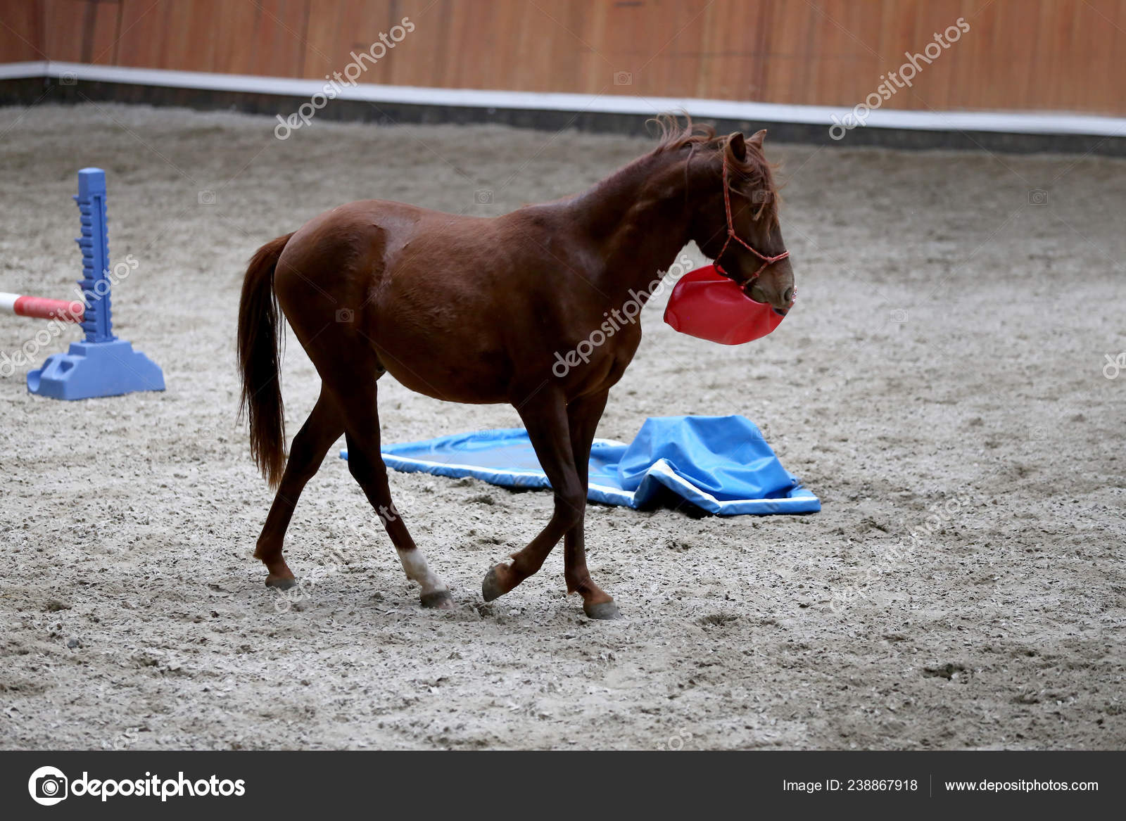 Young Horses Playing Balls Riding Hall Indoors Stock Photo by