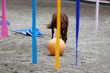 Photo of an equestrian training with balls and beautiful yearlings  clipart