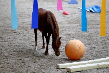 Photo of an equestrian training with balls and beautiful yearlings  clipart