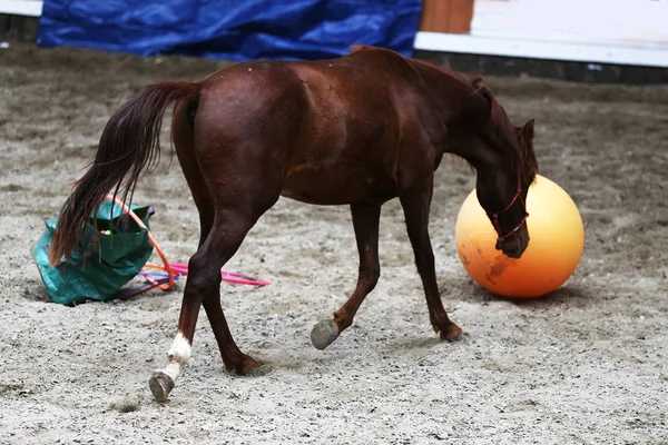 Photo Equestrian Training Balls Beautiful Yearlings — Stock fotografie