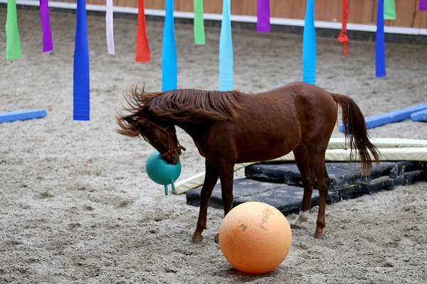 Photo Equestrian Training Balls Beautiful Yearlings — Stock Photo, Image