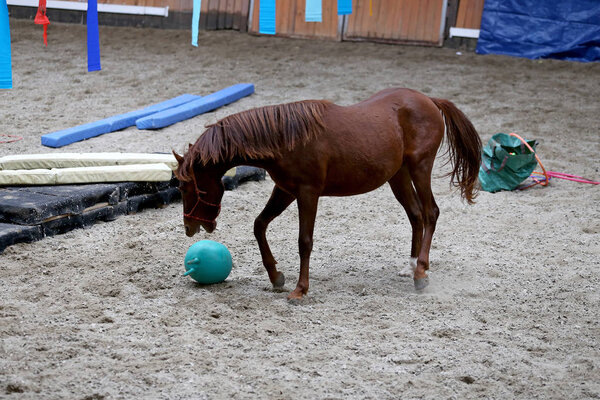 Photo of an equestrian training with balls and beautiful yearlings 