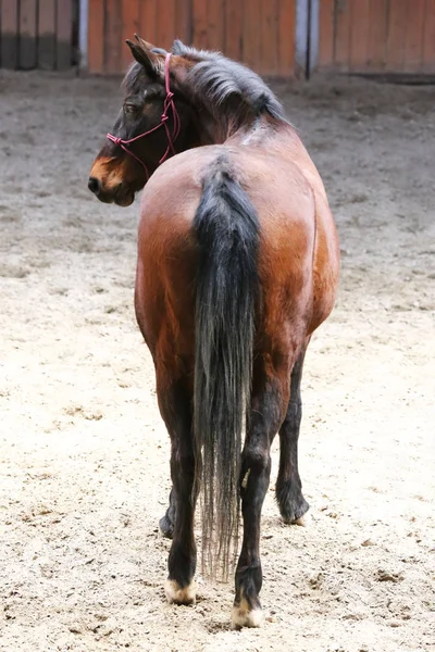 Close Cavalo Curativo Ação Arena Equitação Interior — Fotografia de Stock