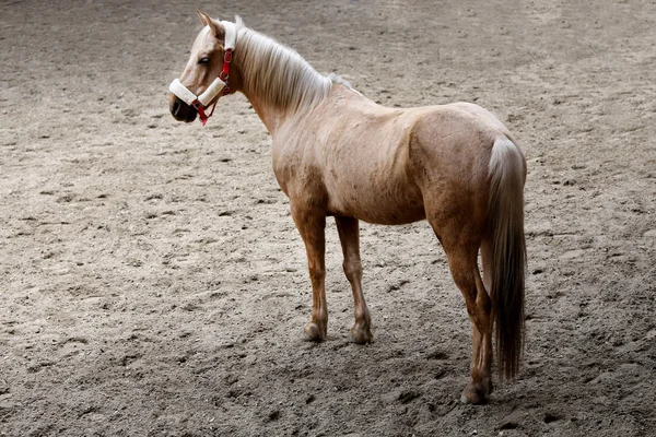 Saddle Horse Posing Camera Riding Hall Training — Stock Photo, Image