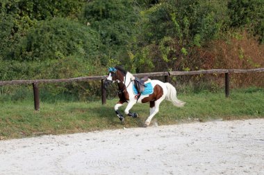 Beautiful sport horse running alone on show jumping competition without riders clipart