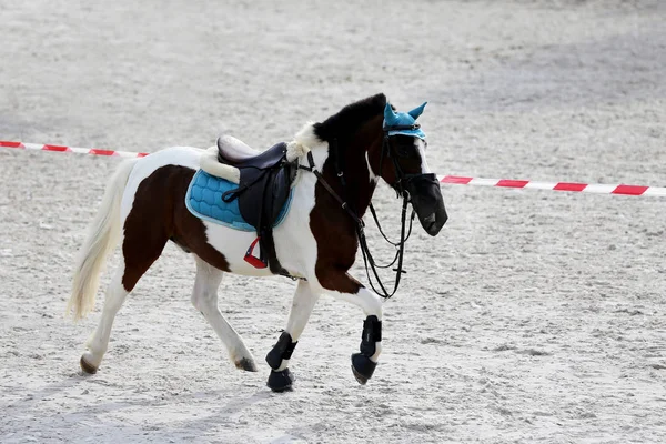 Sporting Horse Galloping Saddle Rider Show Jumping Event Summertime Natural — Stock Photo, Image