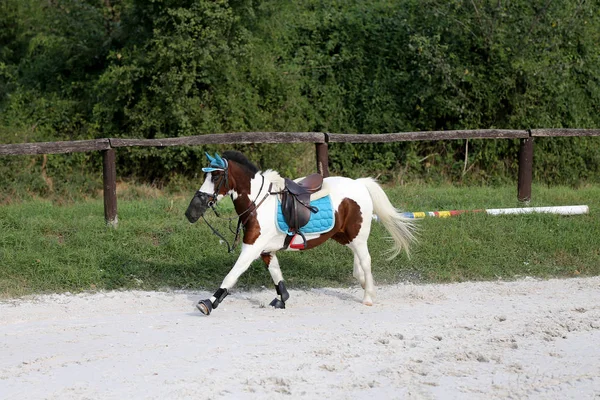 Красивая Спортивная Лошадь Бегущая Одна Соревнованиях Конкуру Гонщиков — стоковое фото