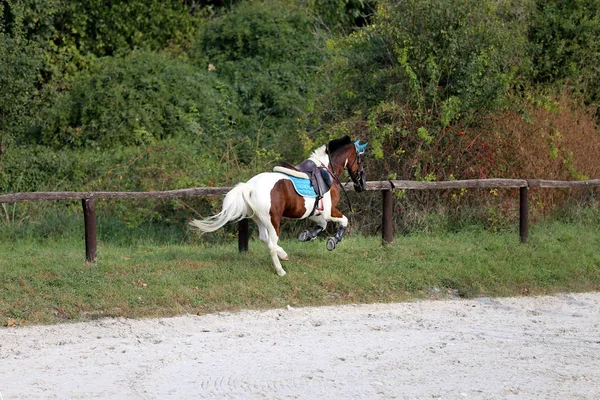 Belo Cavalo Esporte Correndo Sozinho Show Jumping Competição Sem Pilotos — Fotografia de Stock