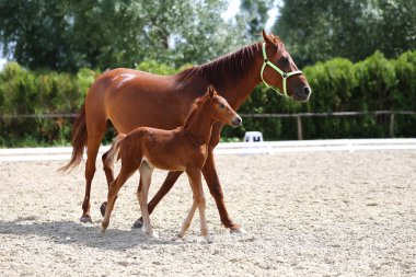 Beautiful mare and foal running together on sandy dressage ground at animal far clipart